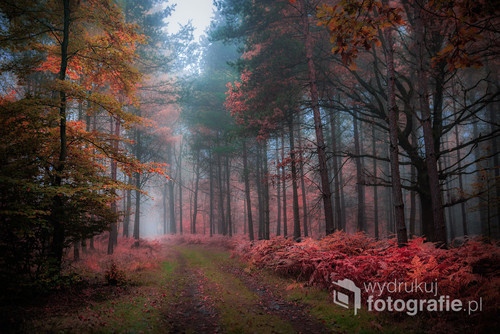 Zdjęcie przedstawia Lasy Pszczyńskie jesienią. Jest to doskonała pora roku, aby wybrać się w to miejsce na spacer i podziwiać piękno przyrody. 