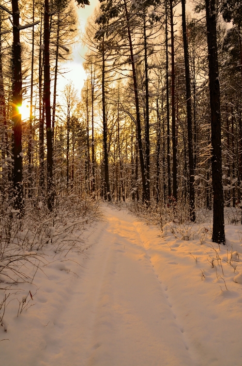 zimowy spacer przez śnieżny las