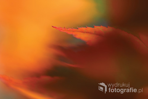 Naturalne zdjęcie czerwonego liścia. Laureat ASF International Fine Art Photography