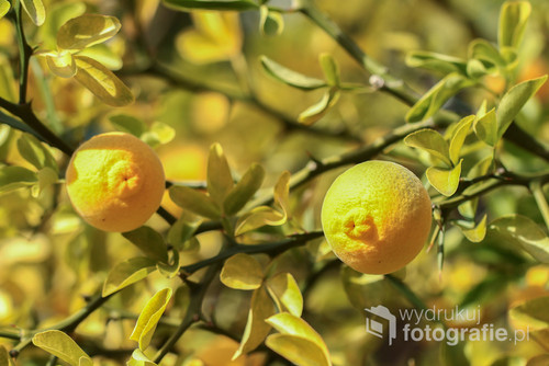 Owoce podobne do cytryny - poncyria trójlistkowa , pomarańcza trójlistkowa. Owoce pachną przyjemnie, jednak są niejadalne.