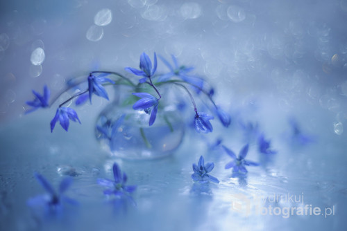 Niebieskie kwiaty wiosny ...