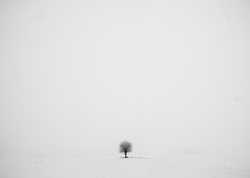 Zdjęcie zostało zrobione niedaleko miejscowości Świdwin, woj. zachodniopomorskie. Przedstawia samotne drzewo stojące w szczerym polu.