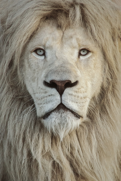 Lew biały, niezwykły drapieżnik, którego populacja jest zagrożona wyginięciem ze względu na utratę siedlisk oraz kłusownictwo.

W jego oczach widać coś niezwykłego - czujesz w nich respekt i jednocześnie pewną dzikość, która przypomina nam o potędze natury oraz potrzebie jej ochrony.

Portret tego zwierzaka został wykonany w ZOO w Borysewie. Zdjęcie zostało 3 krotnie honorowo wyróżnione w w międzynarodowych konkursach fotograficznych . 