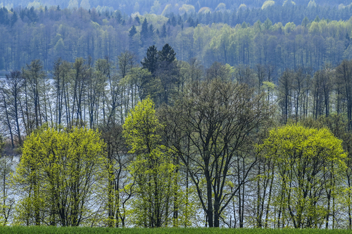 Wczesna wiosna nad jeziorem Tejstymy, Warmia. Taki moment, kiedy wśród nowych liści, widoczna jest grafika pni i gałęzi drzew. 