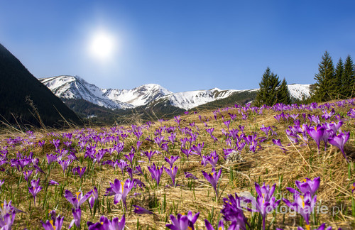 Wiosna w Tatrach. Dolina chochołowska
Beautiful spring landscape of mountains with crocus flowers