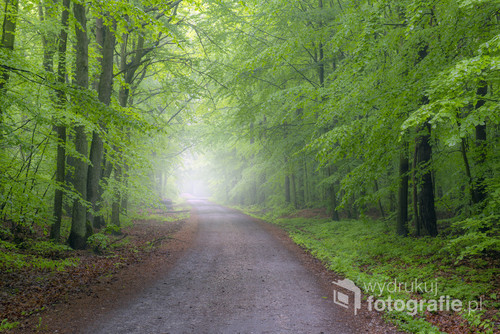Droga przez bukowy las
Misty morning in the old beech forest