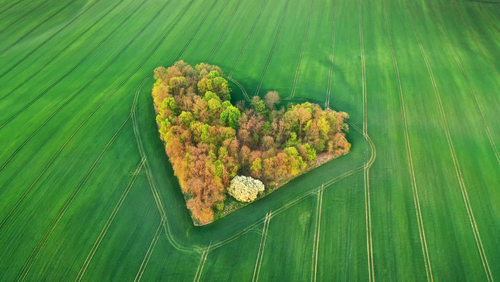 Small forest between fields in earth shape - aerial drone shot