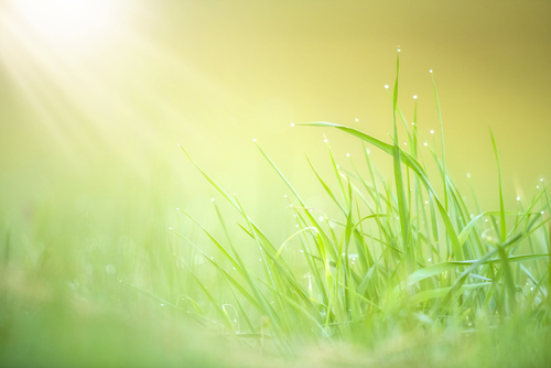 Green grass nature abstract background 