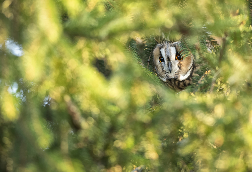 Long-eared owl (Asio otus) close up