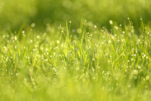 Wet summer green grass background