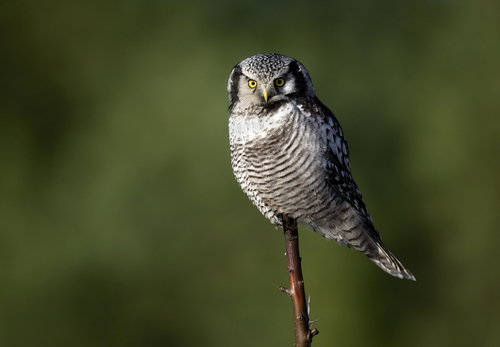 Northern Hawk Owl ( Surnia ulula ),Northern Hawk Owl ( Surnia ulula )