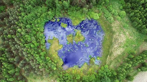 Aerial view from drone- pond in the forest in heart shape