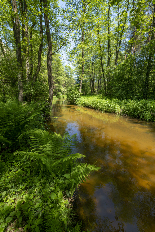 Green forest and river during spring
