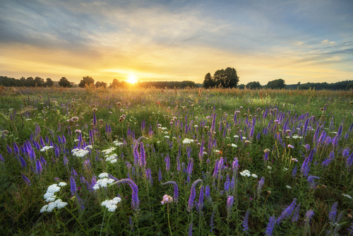 Beautiful sunrise over field of flowers