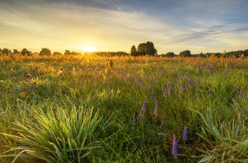 Beautiful sunrise over the summer meadow