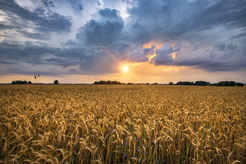 Beautiful summer sunset over wheat fields 