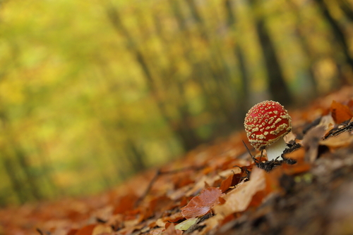Świeżo wychylony spod ściółki muchomor czerwony w ciepłych tonacjach złotej polskiej jesieni