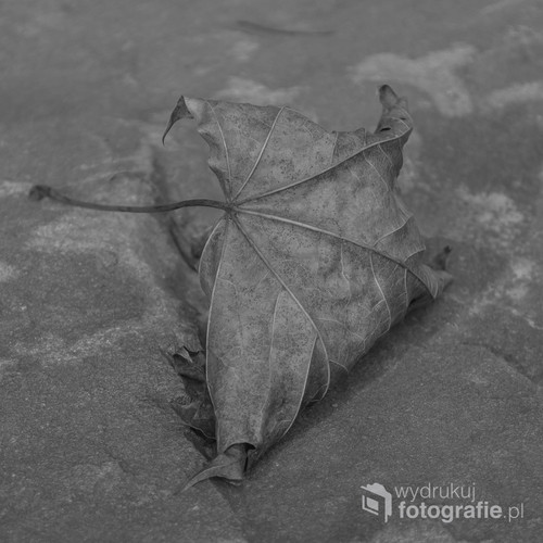 Jesienny liść toczony przez wiatr, zatrzymał się na kamieniu.
Tylko na moment, żeby zrobić mu to jedno zdjęcie. Więcej nie chciał. Poleciał dalej.  