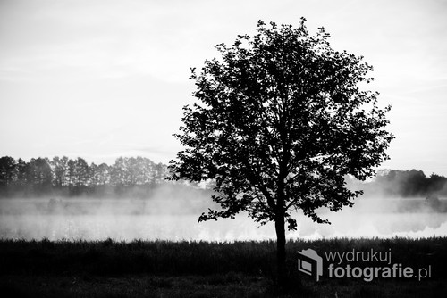 Samotne drzewo nad brzegiem Narwi uchwycone wczesnym rankiem. Na drugim planie opary porannej mgły/ f2,2 50mm 1/125s ISO 200 Nikon D610