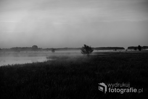 Poranek w Dolina Narwi (starorzecze). Okoliczne łąki dostarczają ciekawych tematów fotograficznych, szczególnie w połączeniu z poranną mgłą./ f2,8 50mm 1/100s ISO 100 Nikon D610