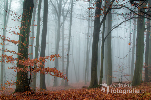 Zdjęcie zrobione jesienią 2016 podczas bardzo dużej mgły. Koszalin. Góra Chełmska