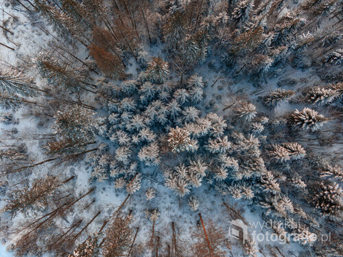 Fotografia dronowa wykonana nad beskidzkim zimowym lasem zaraz przed zachodem słońca.