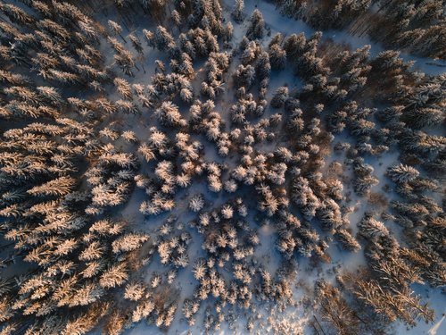Zimowa fotografia znad beskidzkiego lasu o wschodzie słońca.