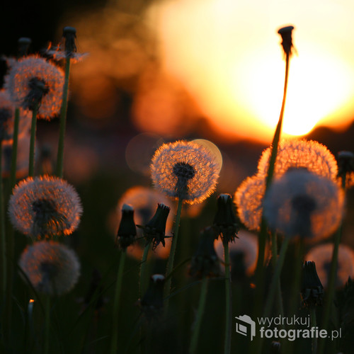 Dmuchawce, zmora alergików i ogrodników, są niezwykle wdzięcznym obiektem do fotografowania. Tu uchwycone tuż przed zachodem słońca w maju.