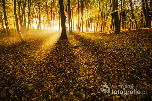 Rzadko chodzę do lasu Krzyszkowickiego rano, bo raczej nie ma wtedy dobrego światła. Jednak ten październikowy poranek sprawił mi piękną niespodziankę.