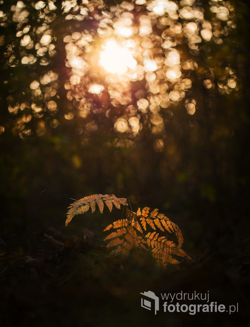 Las jest jednym z moich ulubionych plenerów o każdej porze roku. Obserwuję i fotografuję grę świateł pomiędzy drzewami.