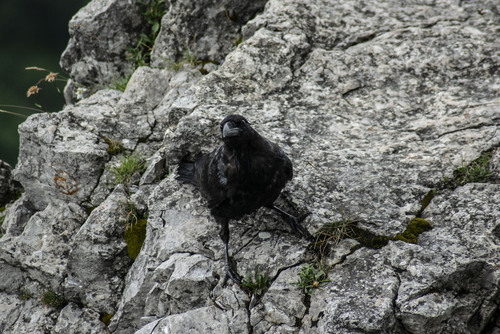 Czarna wrona uchwycona na Sarniej Skale (szczyt w Zachodnich Tatrach), która pozowała do zdjęć