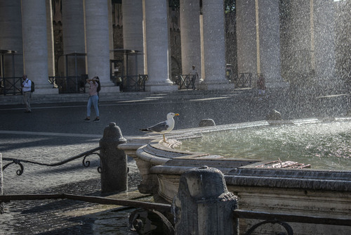 Gołąb przy fontannie znajdującej się na placu św. Piotra w Watykanie