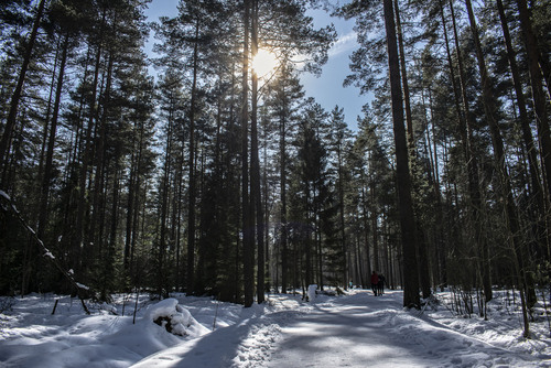 Zdjęcie zimowej aury w lesie