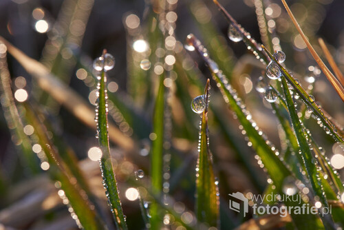 Poranne słońce odbija się w kroplach rosy na polach Rogalińskiego Parku Krajobrazowego