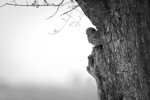 Fotografia sowy wykonana w Hiszpanii. Drzewo, na którym siedzi ptak, to drzewo oliwne. Poniżej pójdźka ma gniazdo.