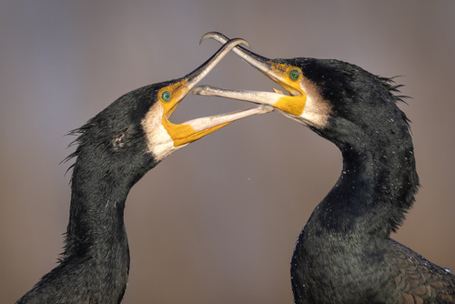 W trakcie zalotów kormorany nie tylko wyciągają do siebie szyje, wydają dźwięki, dotykają szczytu głowy drugiego osobnika, ale też splatają się dziobami i głaszczą czule pod dziobem