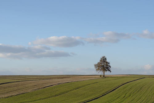 Fotografia samotnego moderzewia wykonana w polach małopolskich