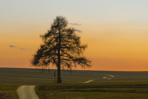 Fotografia samotnego modrzewia wykonana w małopolskich polach o zmierzchu