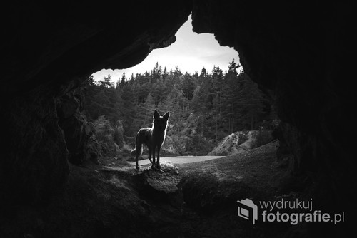 Pies rasy Border Collie w jaskini na Dolnym Śląsku.
