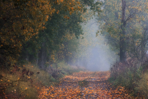 Aleja w jesiennych barwach. Zdjęcie wykonane w Murowanej Goślinie.