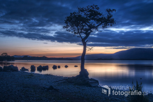 Samotne drzewo w Milarrochy Bay nad jeziorem Loch Lomond, Szkocja