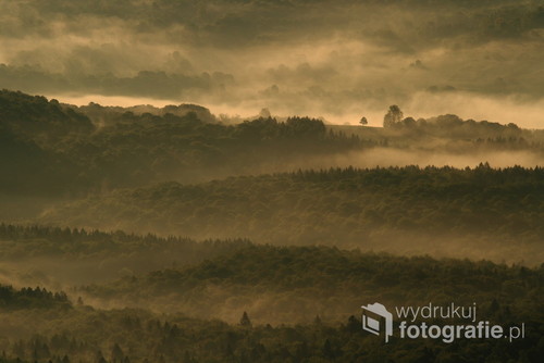 Zdjęcie przedstawia krajobraz Bieszczadzkiego Parku Narodowego otulony poranny mgłami i wyróżniającym się samotnym drzewem.  