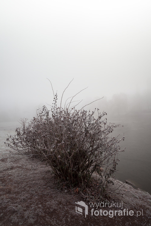 Krzew zimą w gęstej mgle.
Grudzień 2016