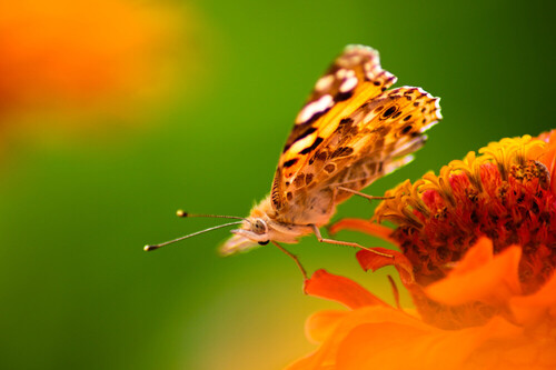 Motyl uchwycony na kwiatku w ogrodzie  który szykuje się do lotu w słoneczny letni dzień . 
