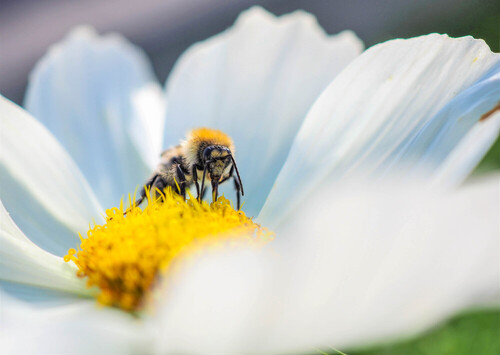 Pszczoła na kwiatku 