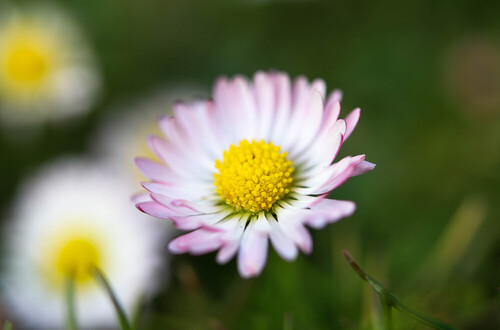 Polny kwiat na tle trawy 