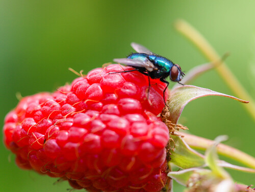 Zdjęcie zrobione w ogrodzie , uchwycona chwila lądowania muchy na malinie 