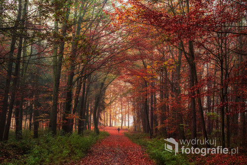 Jesień w lesie w Ćwiklicach. 