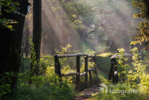 Mostek w lesie oświetlony porannymi promieniami słońca 