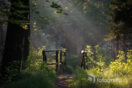Mostek w lesie oświetlony porannymi promieniami słońca.